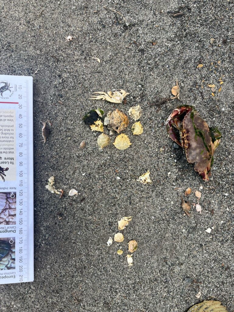 a frog on the ground (MyCoast AI)
