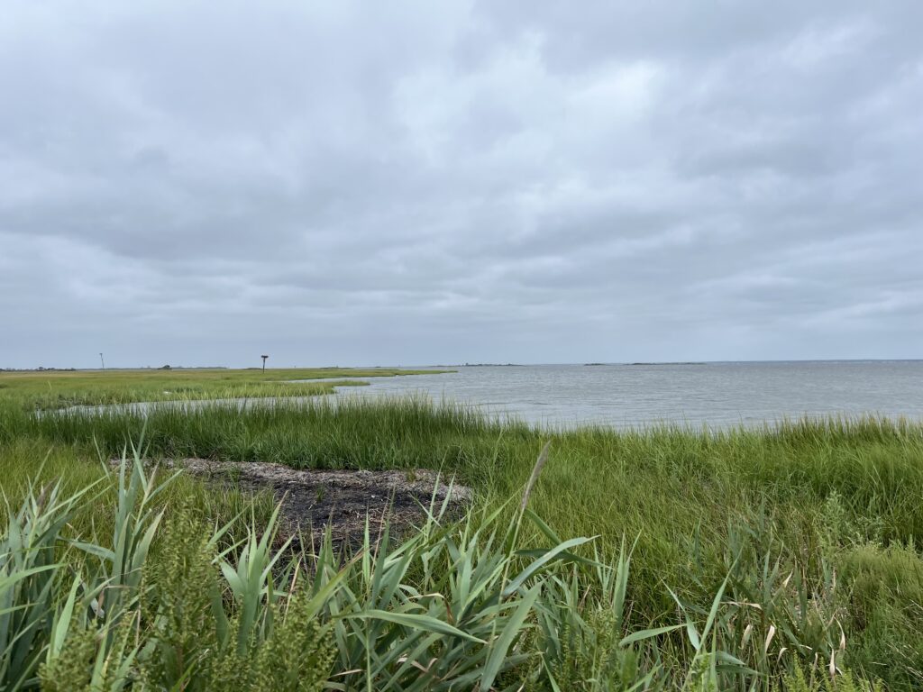 a grassy area next to a body of water (MyCoast AI)