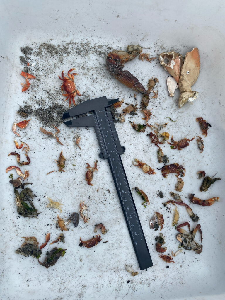 a knife on a table (MyCoast AI)