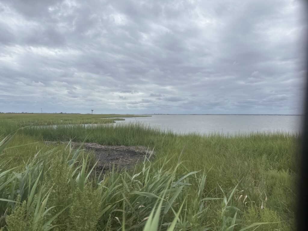 a grassy area with water in the background (MyCoast AI)