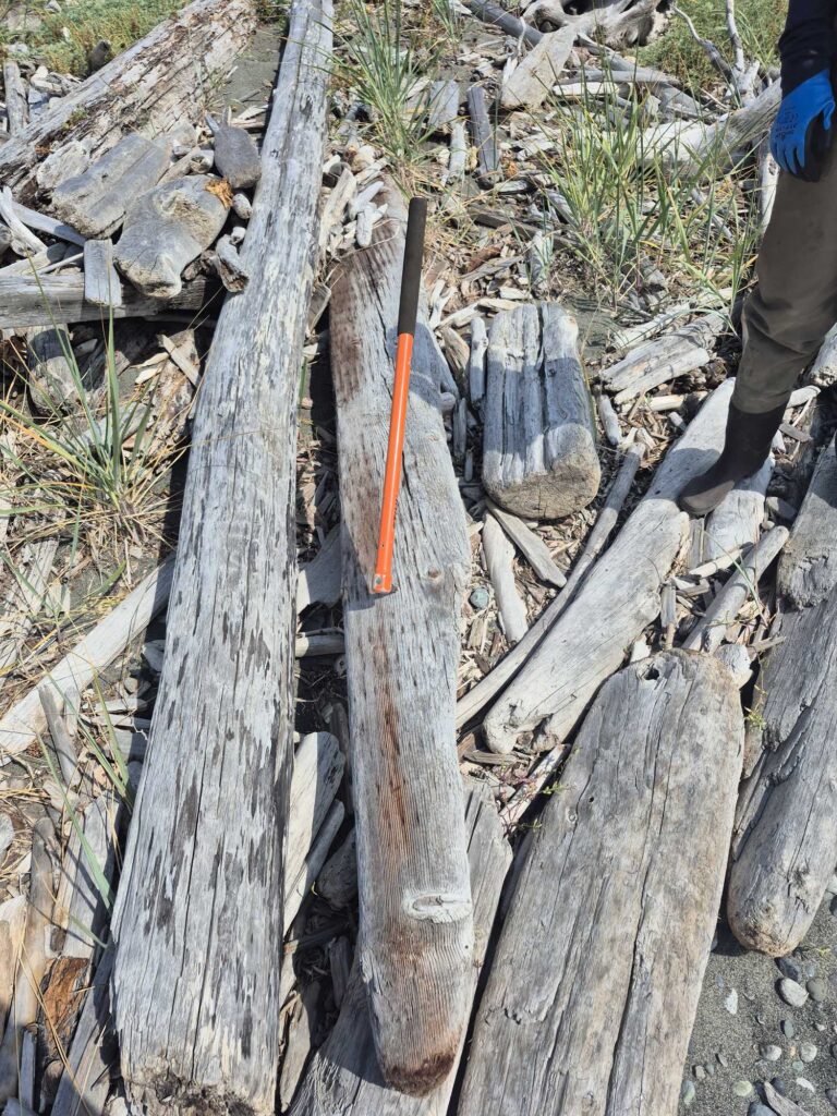 a person standing next to a pile of cut down trees (MyCoast AI)