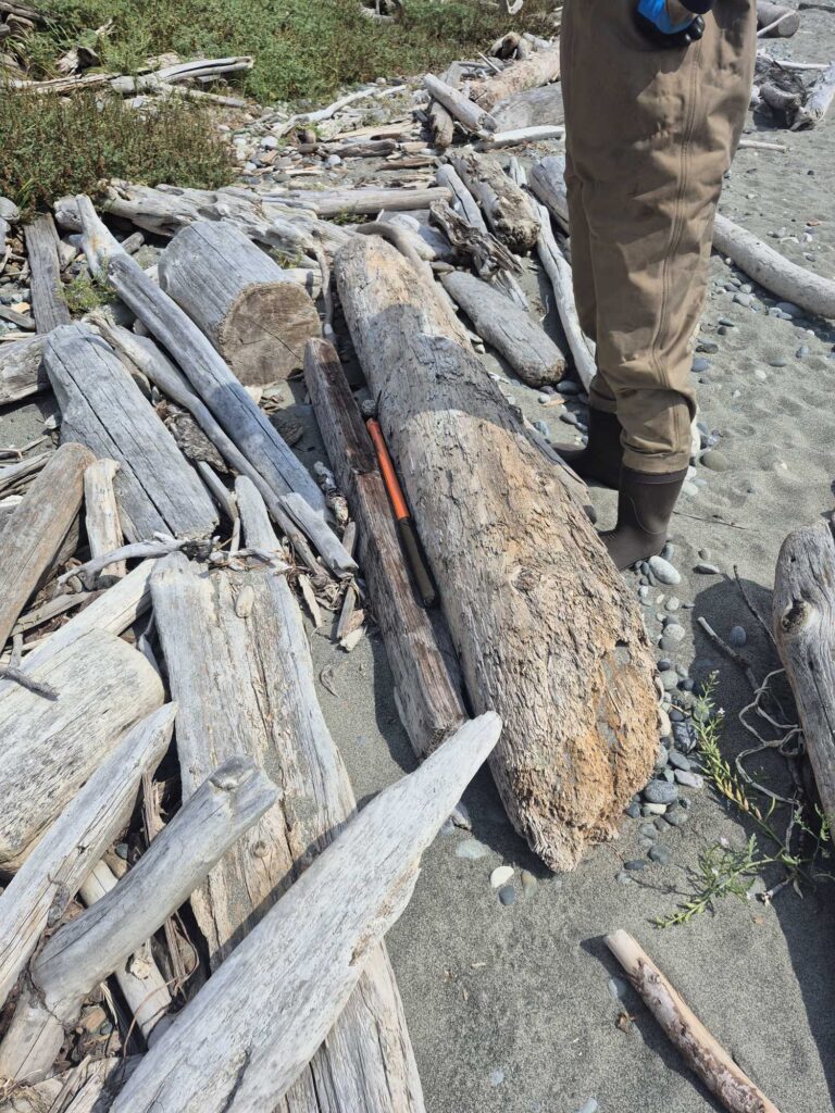 a person standing next to a pile of cut down trees (MyCoast AI)
