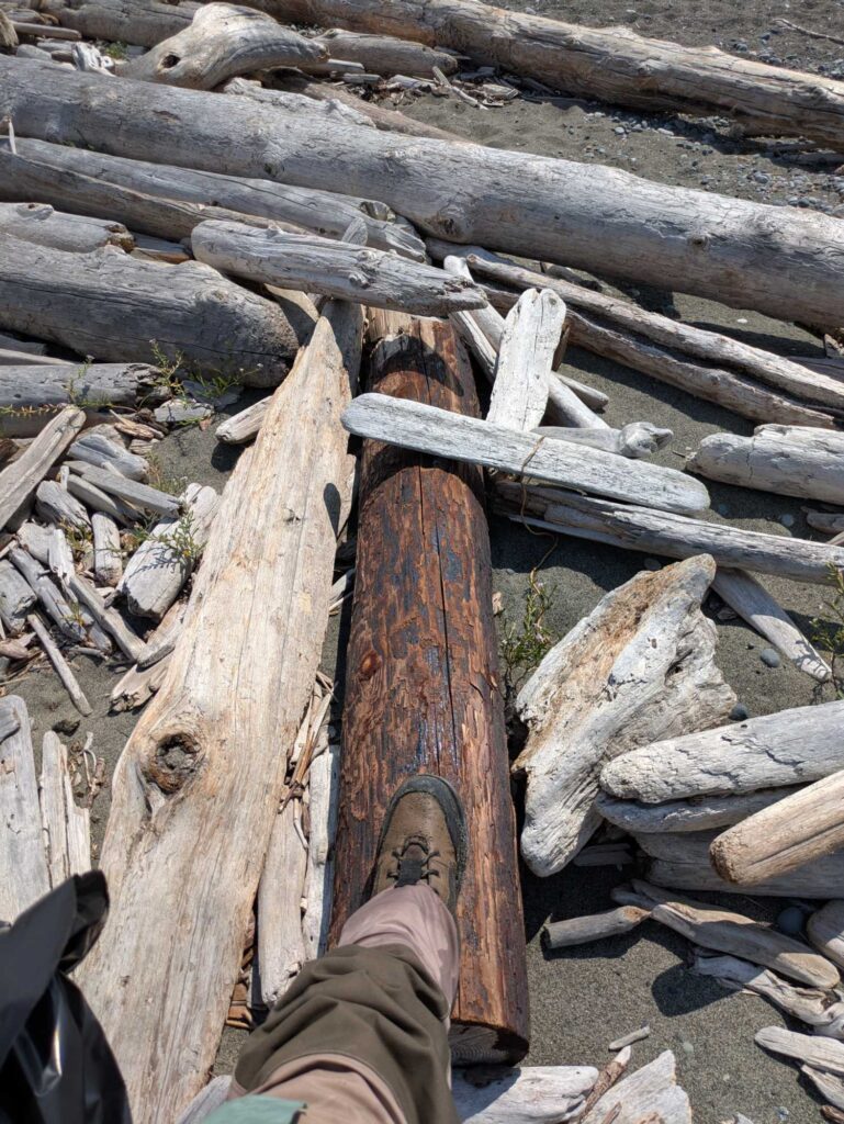a person standing next to a pile of cut logs (MyCoast AI)