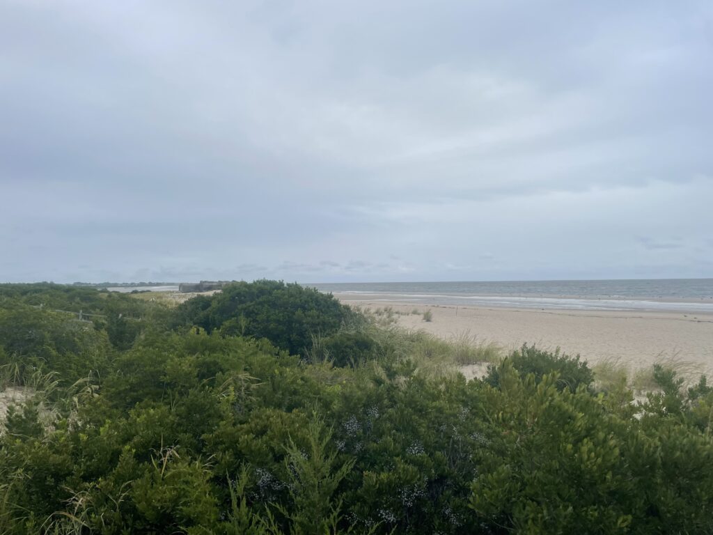 a beach with trees and bushes (MyCoast AI)