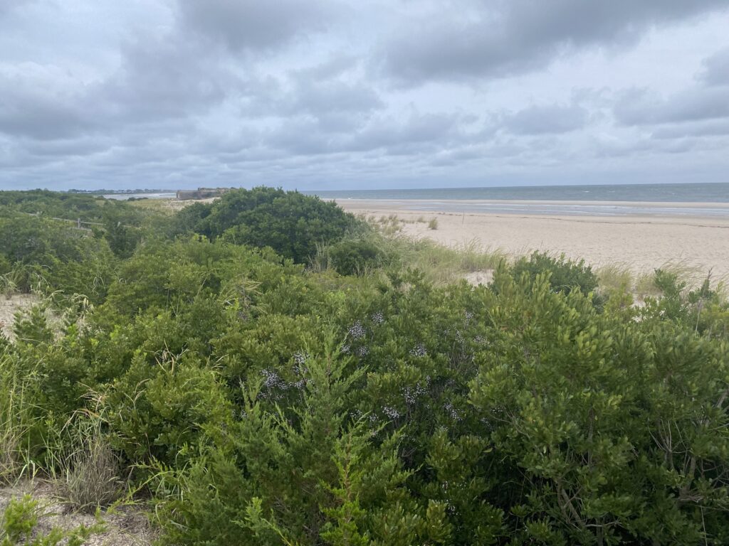 a beach with trees and bushes (MyCoast AI)