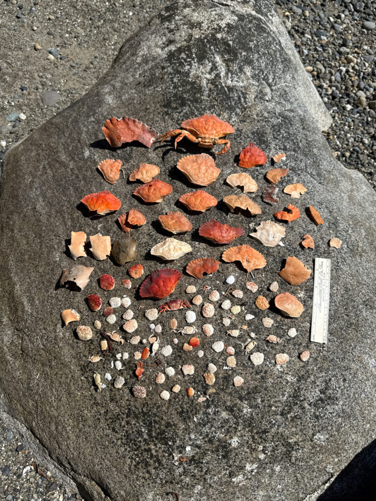 a pile of leaves on the ground (MyCoast AI)