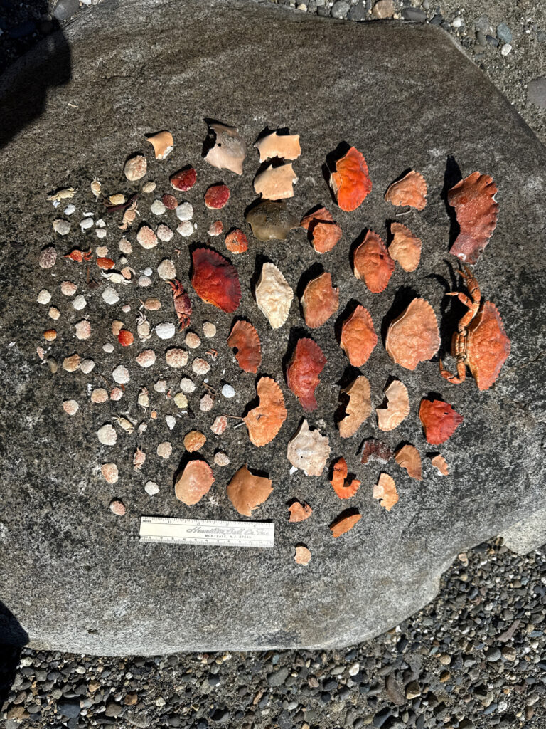 a pile of leaves on the ground (MyCoast AI)