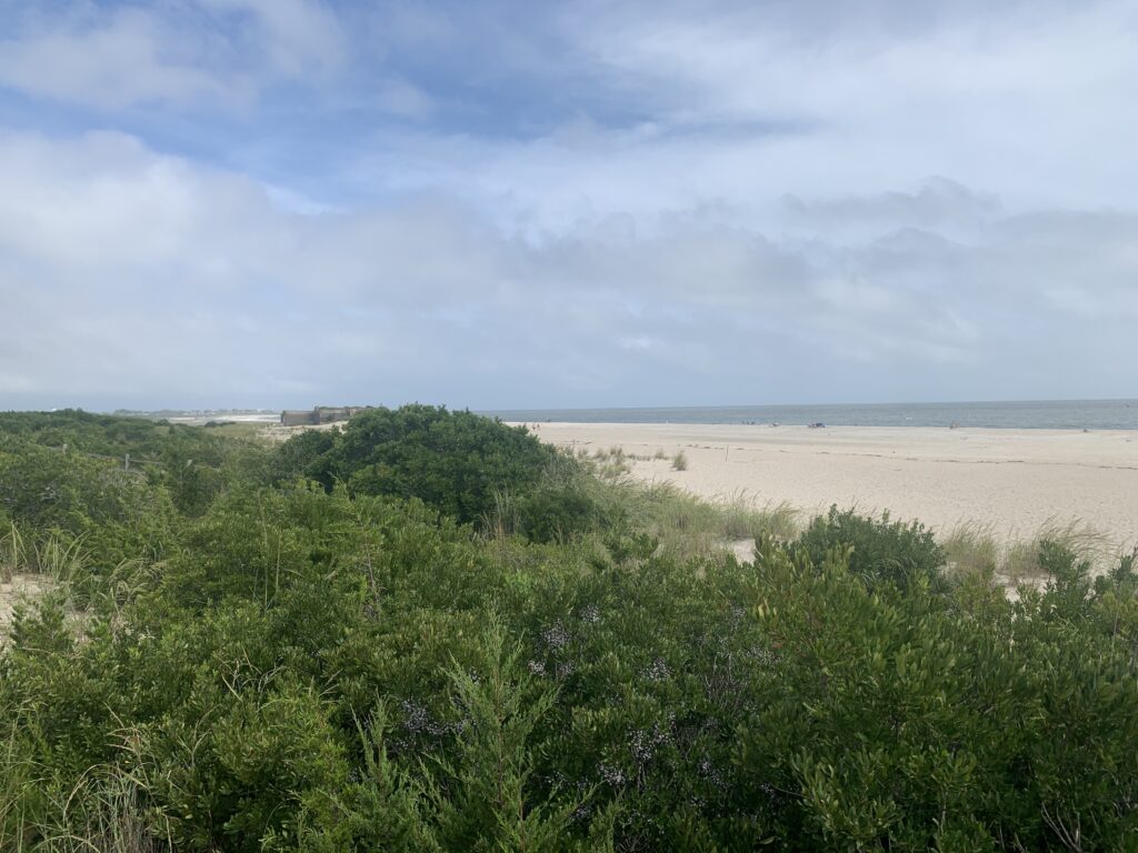 a beach with trees and bushes (MyCoast AI)