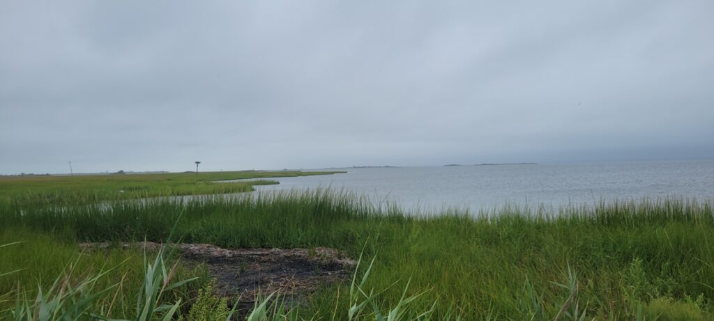 a grassy area next to a body of water (MyCoast AI)