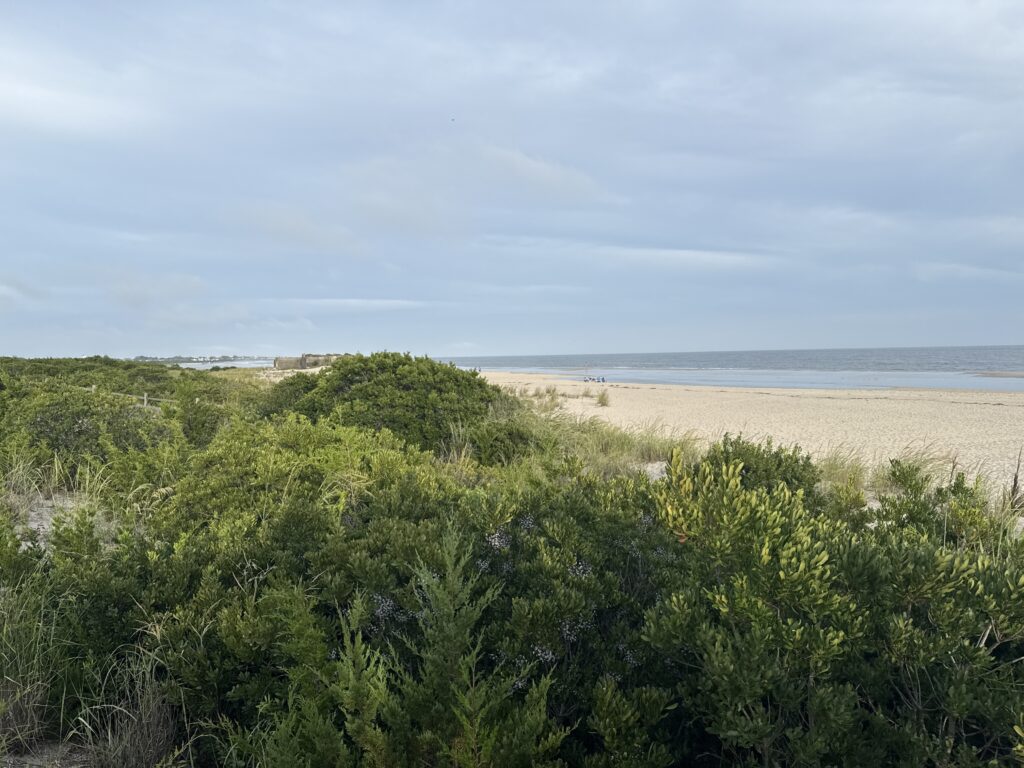 a beach with trees and bushes (MyCoast AI)
