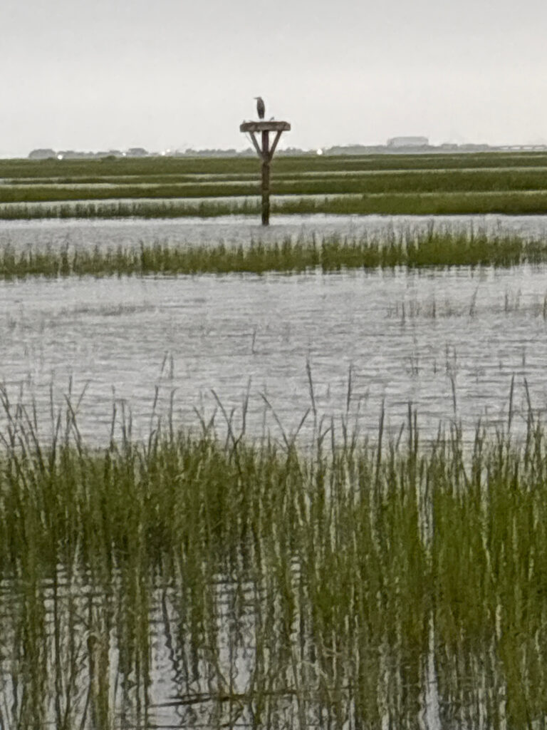 a cross in a marsh (MyCoast AI)