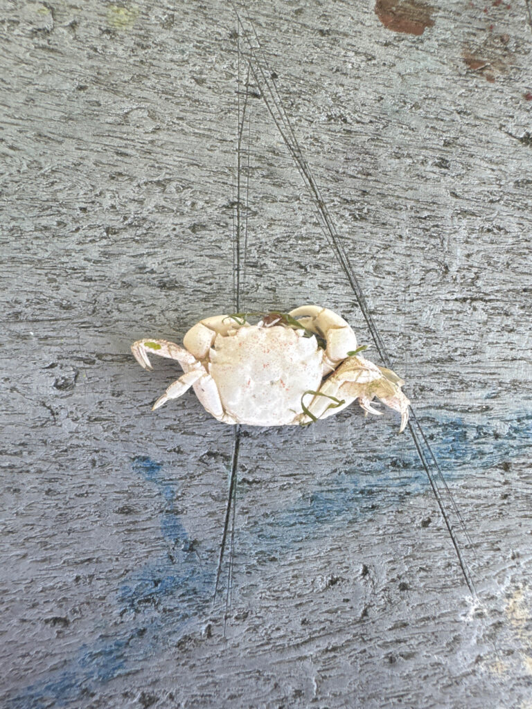 a crab on a beach (MyCoast AI)