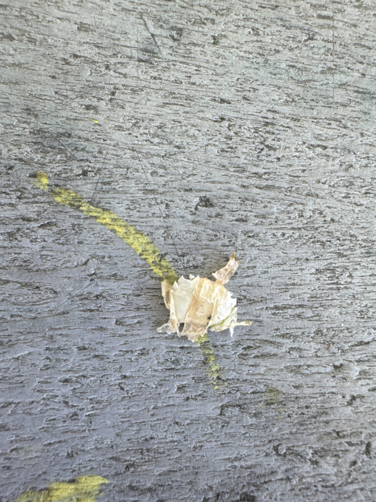 a dog walking on a concrete surface (MyCoast AI)