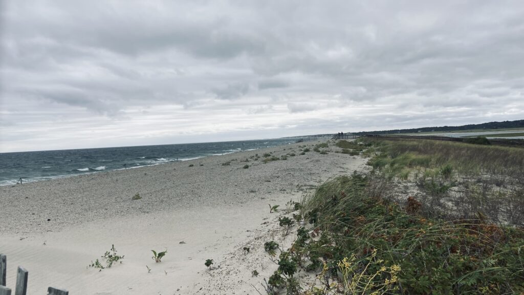 a beach with sand and grass (MyCoast AI)