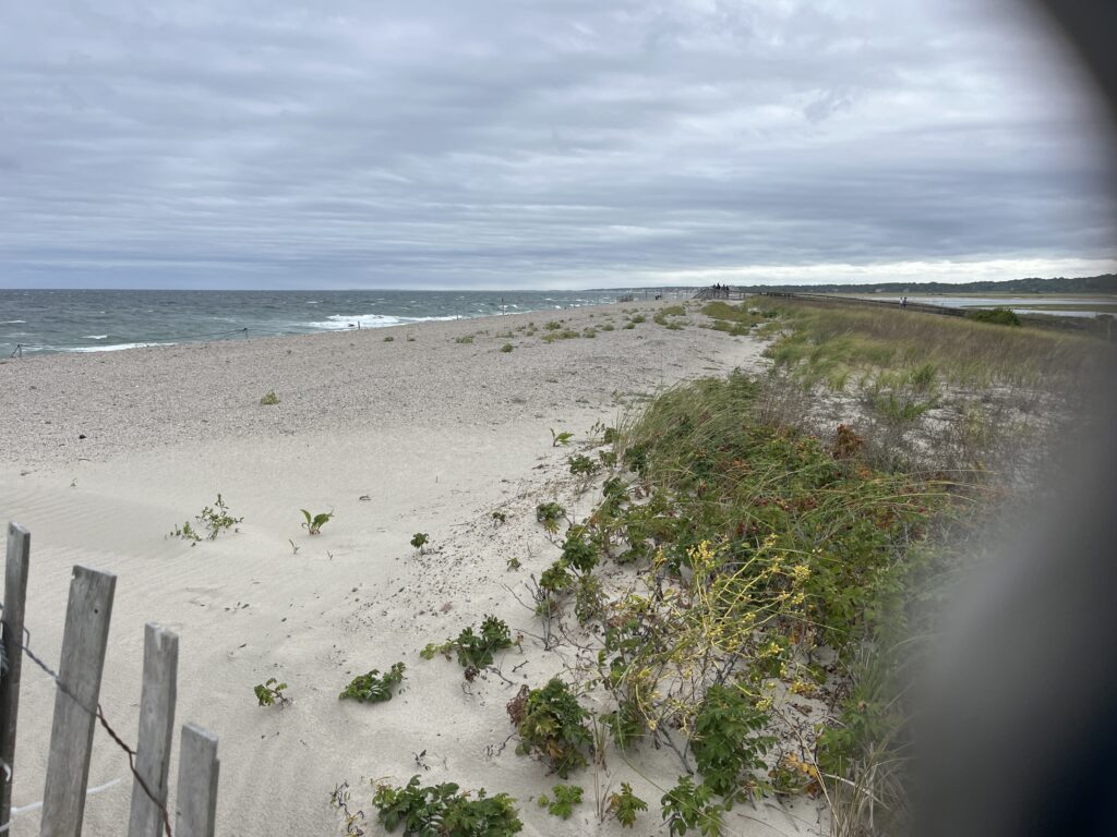 a beach with sand and plants (MyCoast AI)