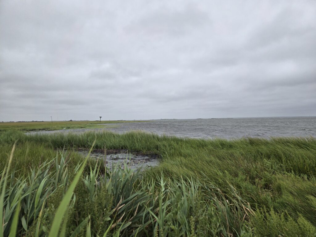 a grassy area with water in the background (MyCoast AI)