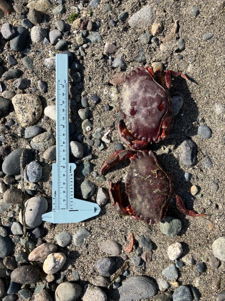 a ruler on a rocky surface (MyCoast AI)