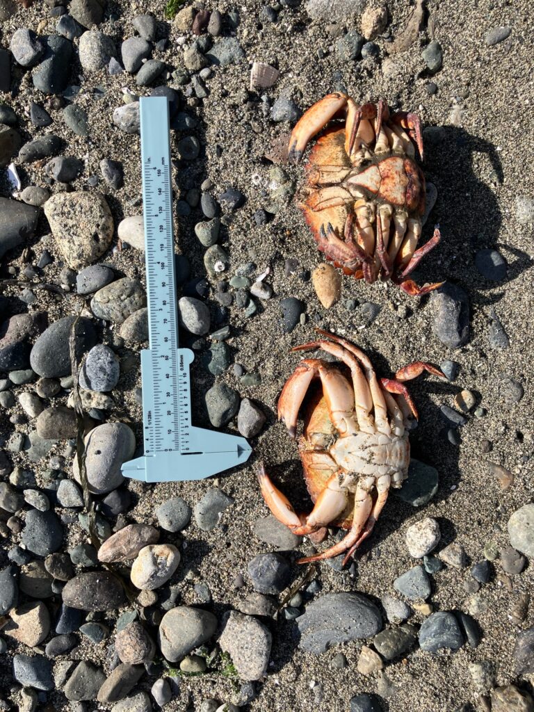 a pile of crab shells (MyCoast AI)