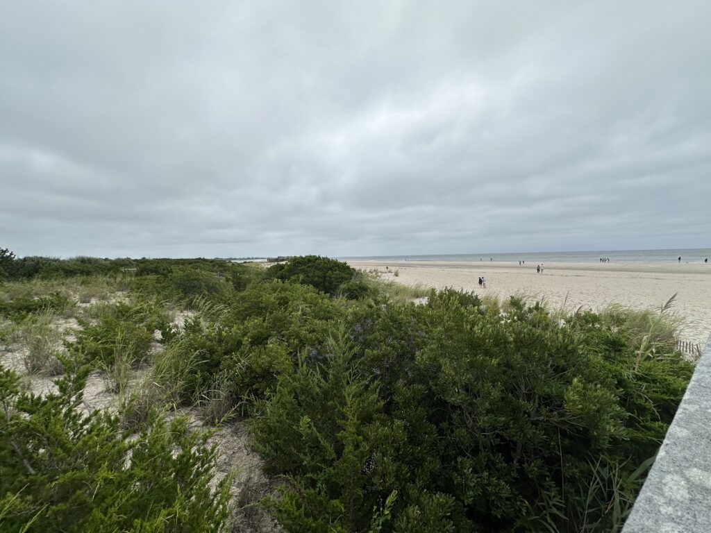 a beach with trees and bushes (MyCoast AI)