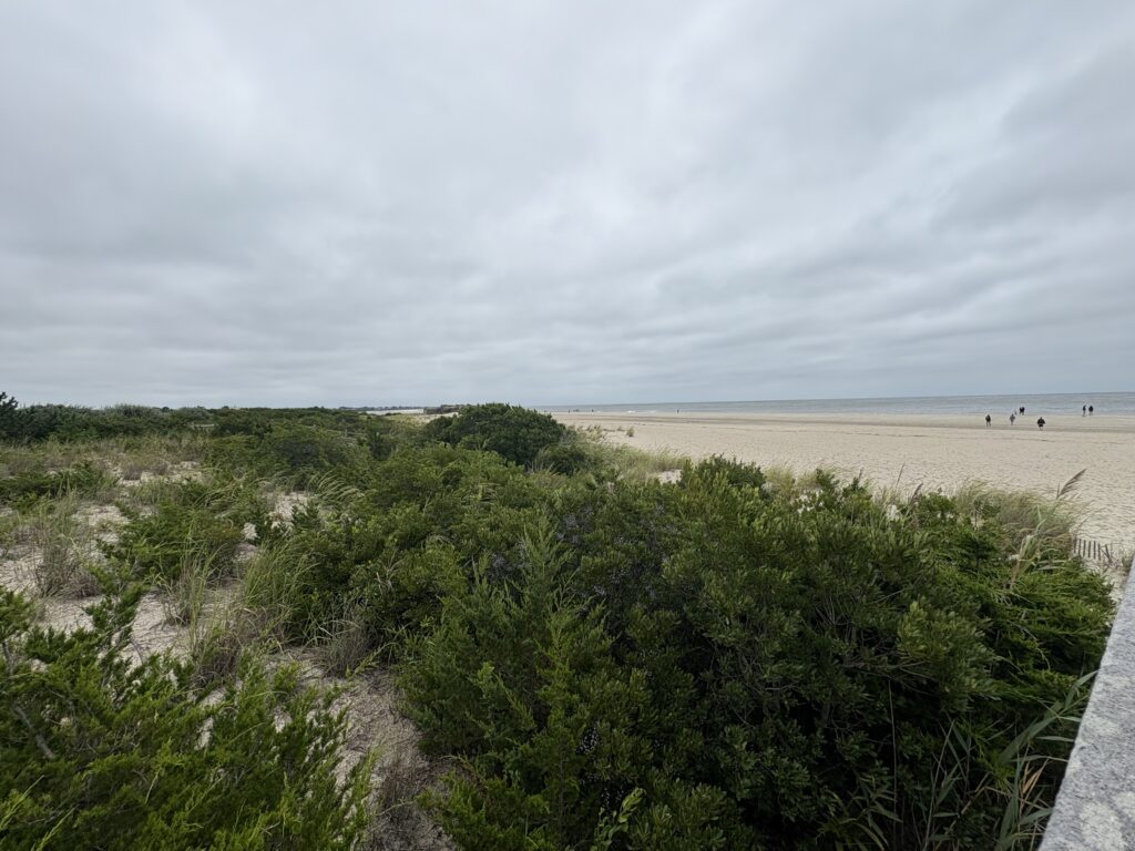 a beach with bushes and trees (MyCoast AI)
