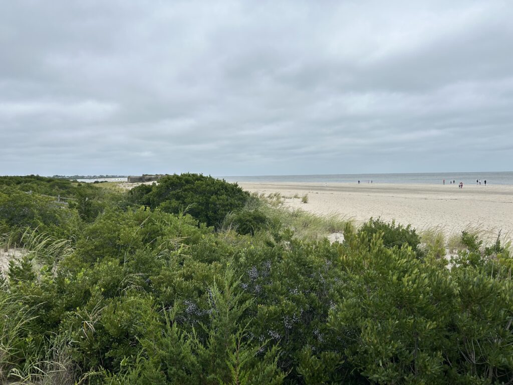 a beach with trees and bushes (MyCoast AI)