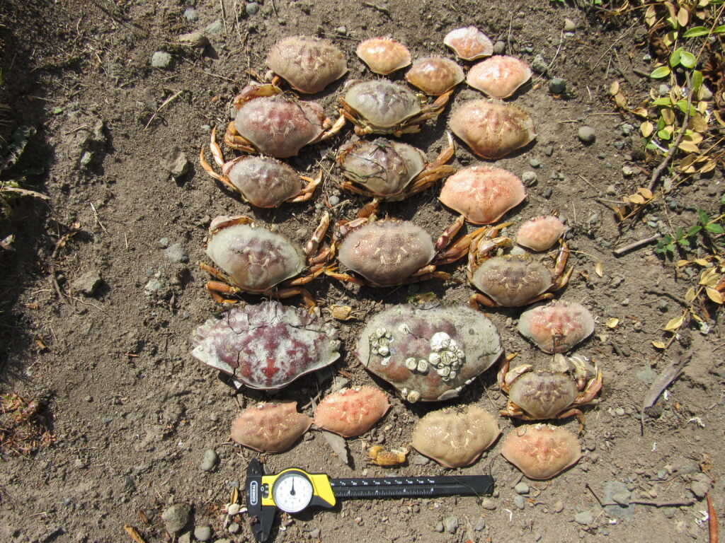 a group of mushrooms (MyCoast AI)