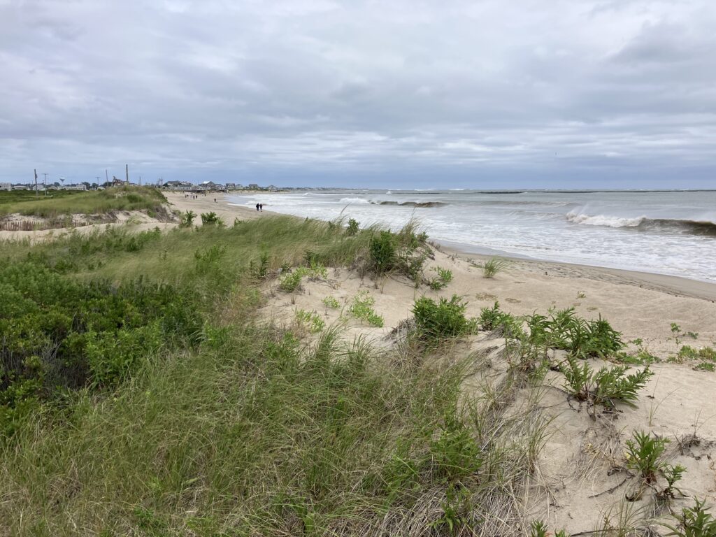 a beach with plants and water (MyCoast AI)