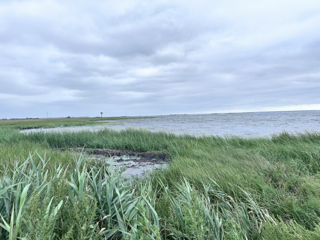a grassy area next to a body of water (MyCoast AI)