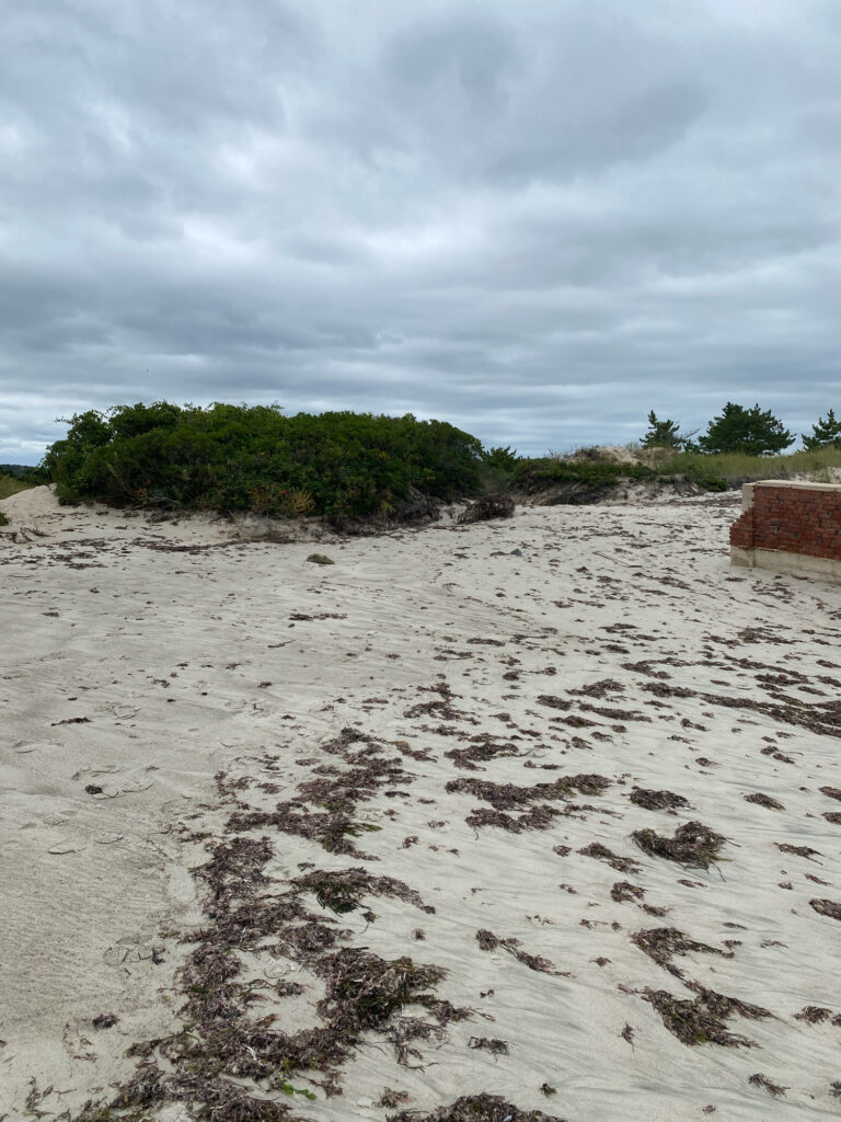 a sandy area with trees in the background (MyCoast AI)