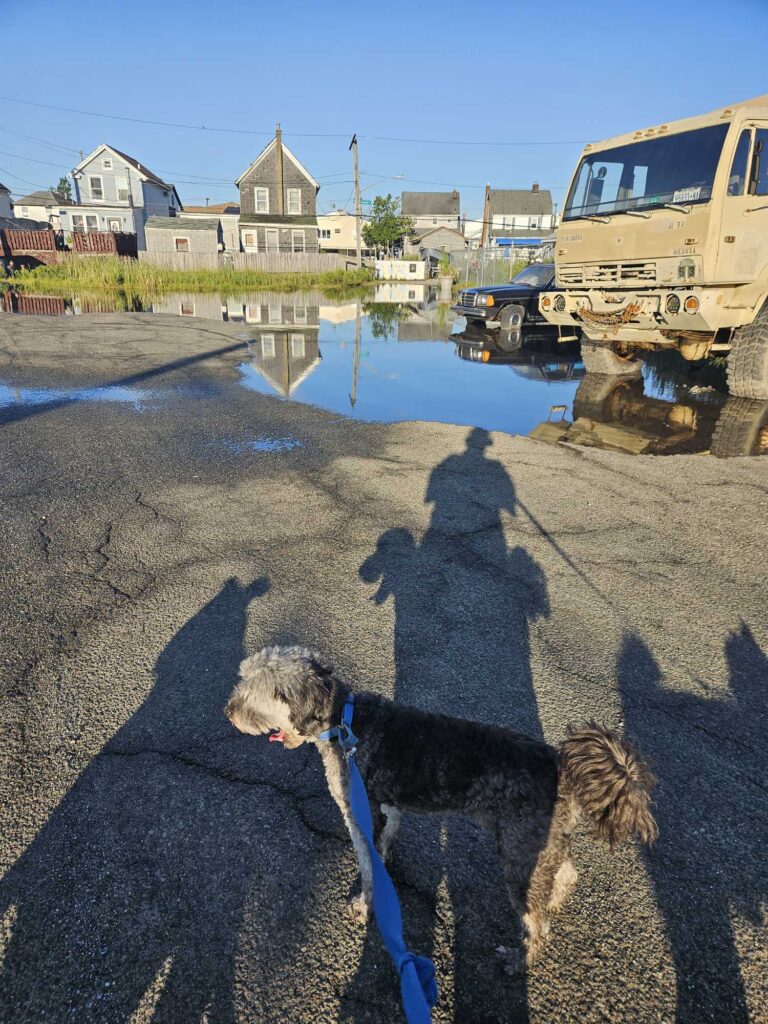 a dog on a beach (MyCoast AI)