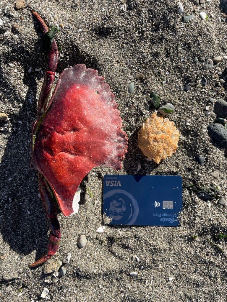 a red leaf on the ground (MyCoast AI)