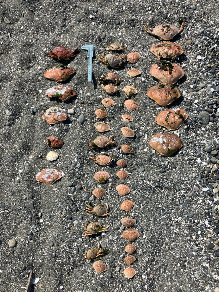 a group of small rocks on a rocky surface (MyCoast AI)