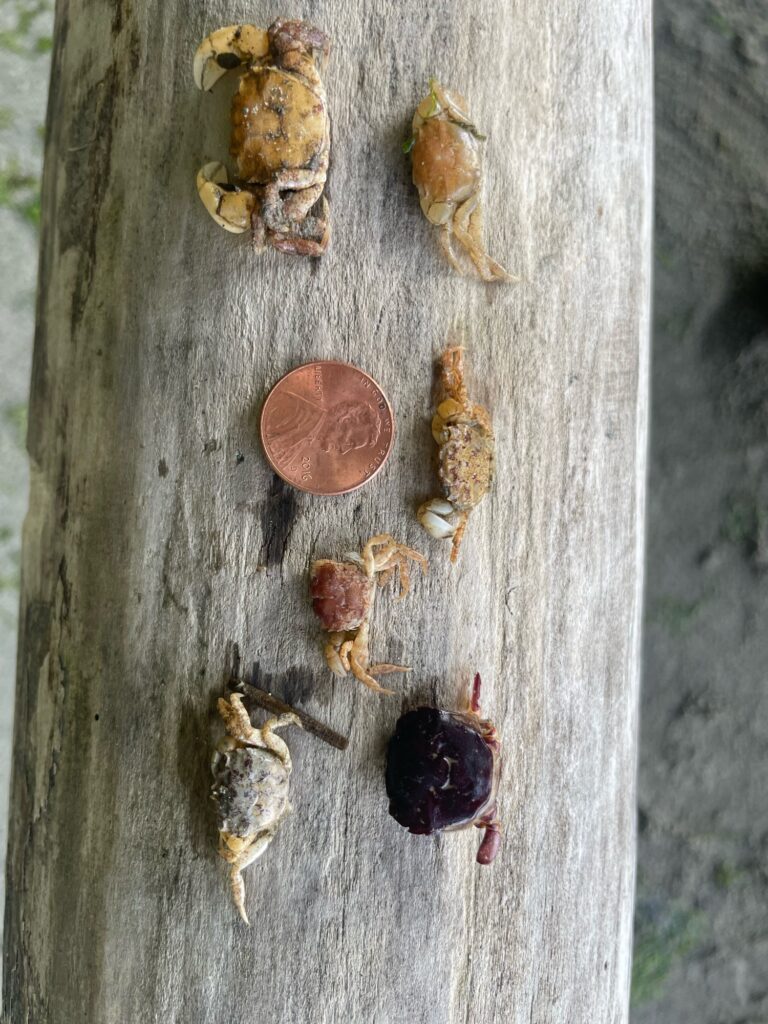 a group of bees on a tree (MyCoast AI)