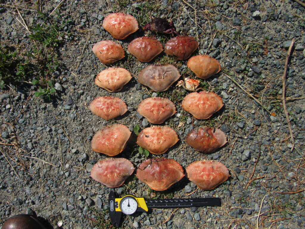 a group of mushrooms (MyCoast AI)