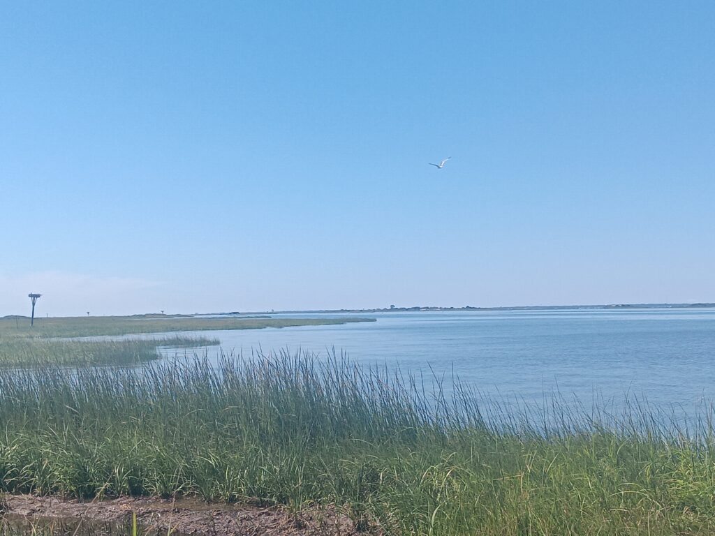 a body of water with grass and a bird flying in the sky (MyCoast AI)