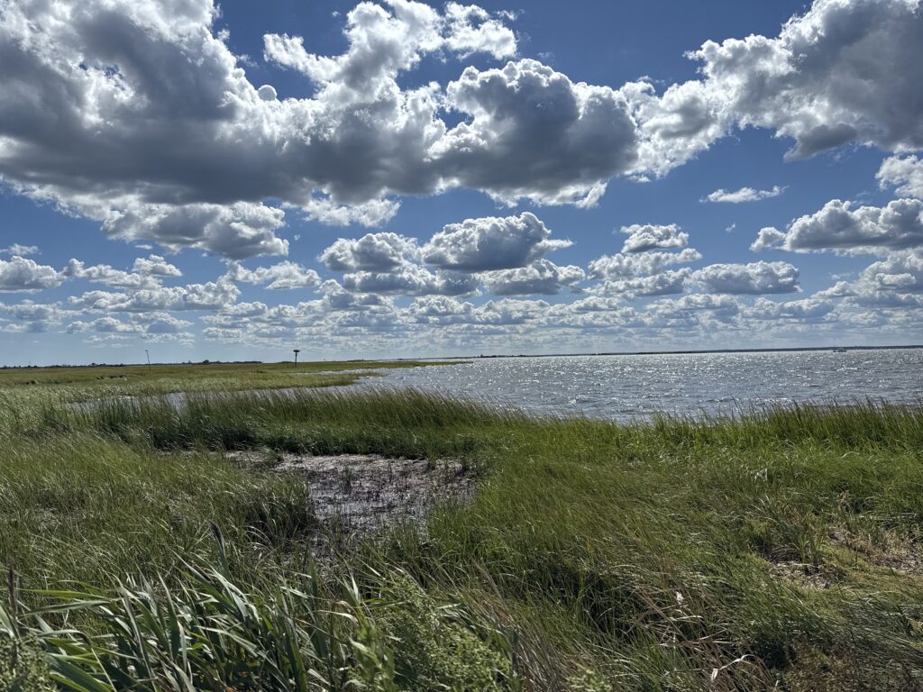 a grassy area next to a body of water (MyCoast AI)