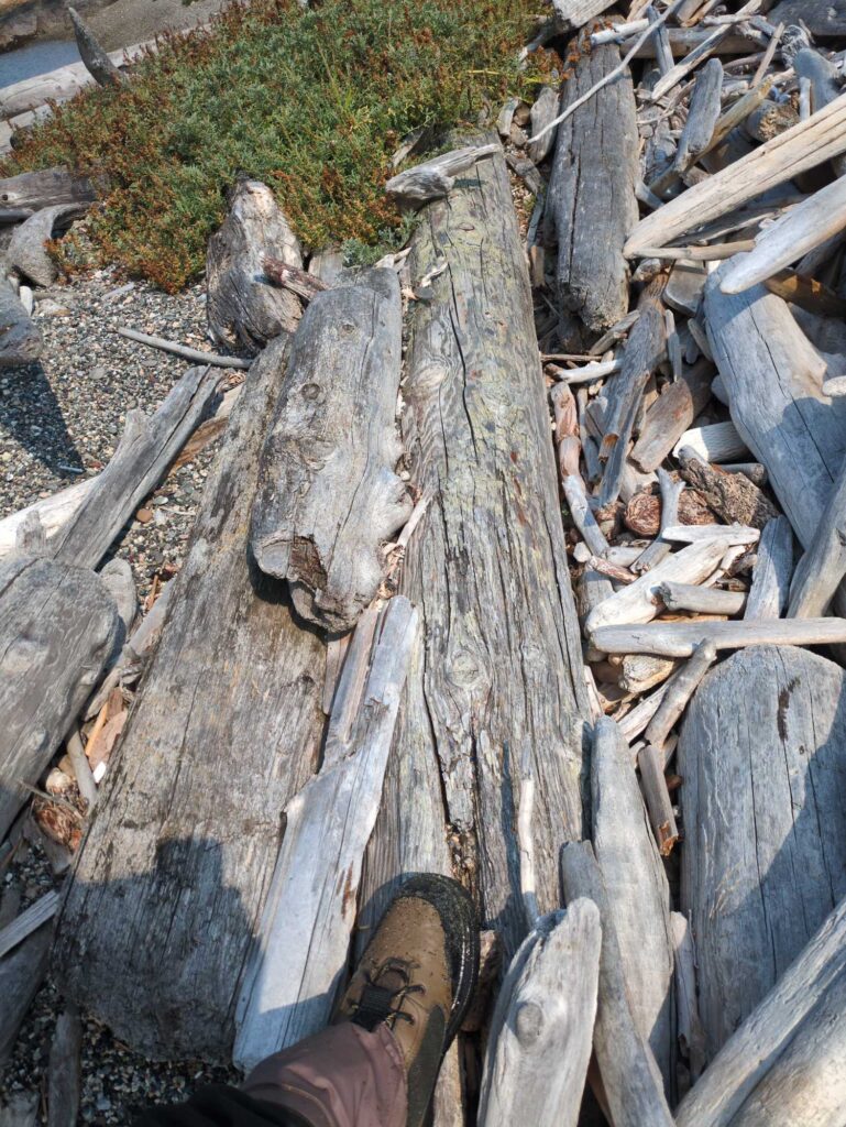 a person's feet on a pile of cut wood (MyCoast AI)