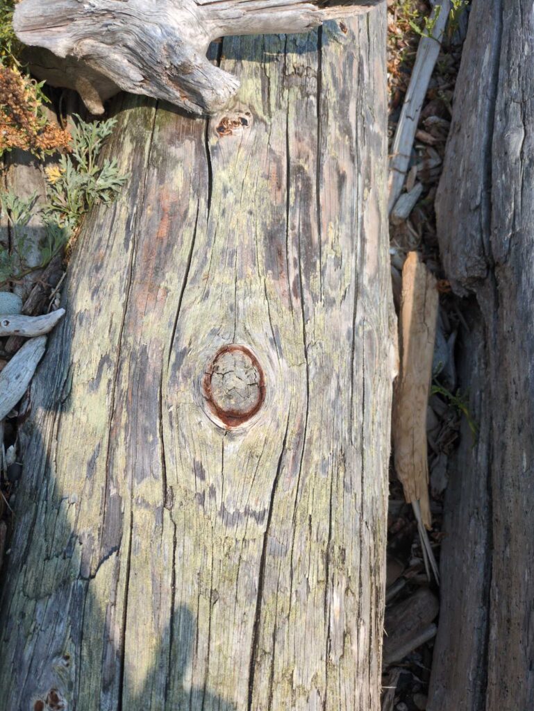 a close up of a tree trunk (MyCoast AI)