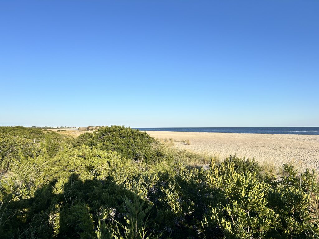 a field of green plants (MyCoast AI)