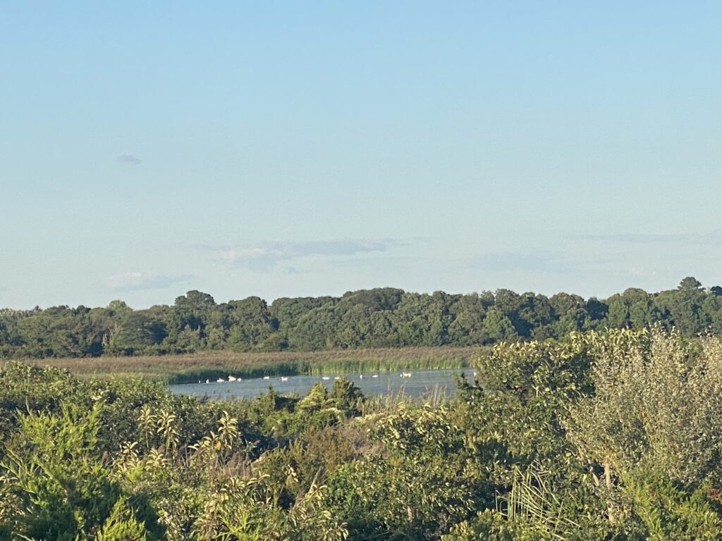 a lake surrounded by trees (MyCoast AI)