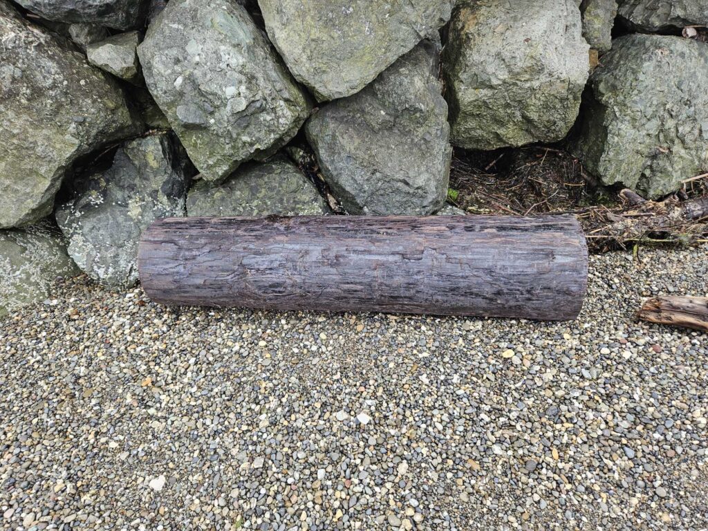 a log on the ground (MyCoast AI)