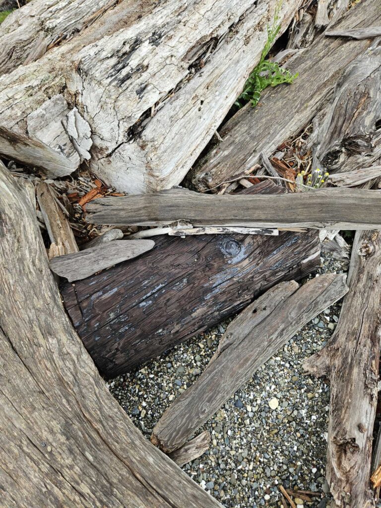 a close up of a tree trunk (MyCoast AI)