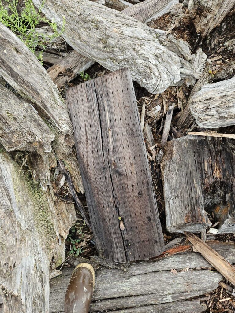 a pair of shoes on a log (MyCoast AI)