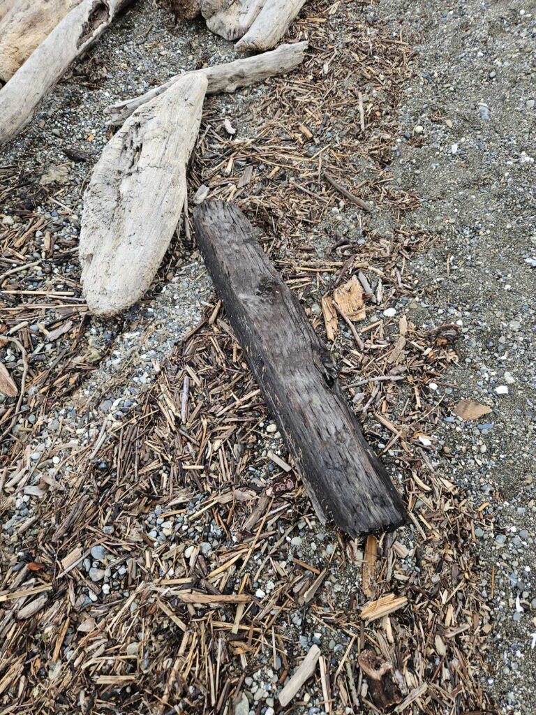 a piece of wood on the ground (MyCoast AI)