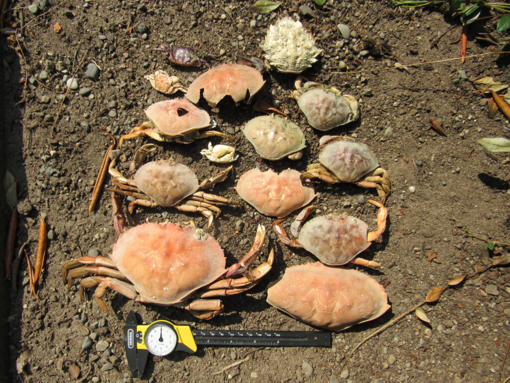 a group of mushrooms (MyCoast AI)