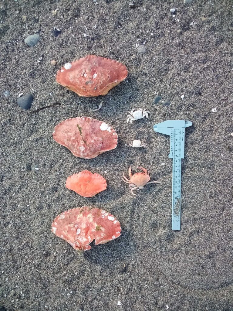 a group of red and white objects on a concrete surface (MyCoast AI)