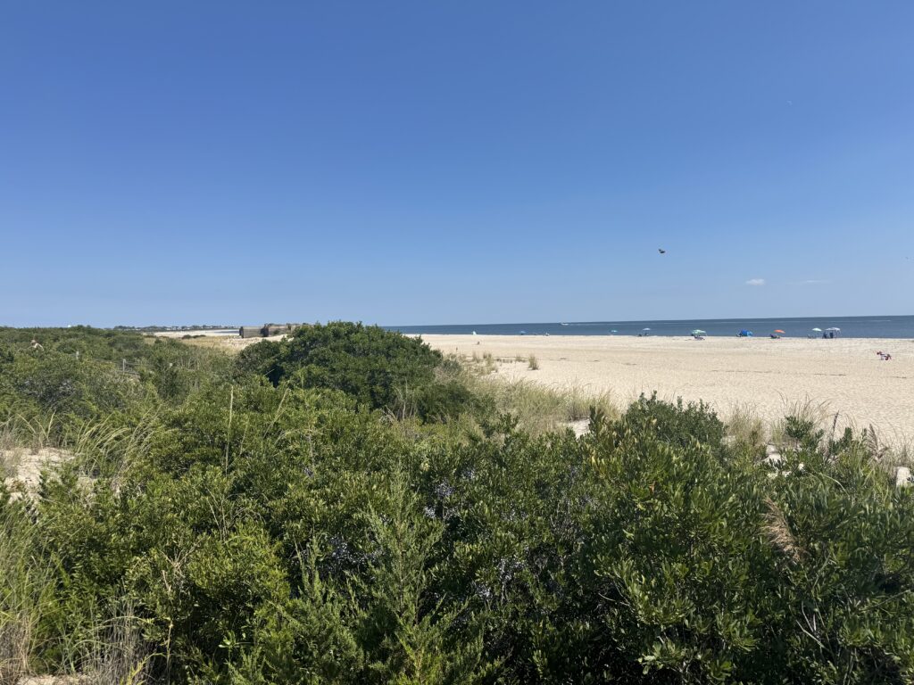 a beach with trees and bushes (MyCoast AI)