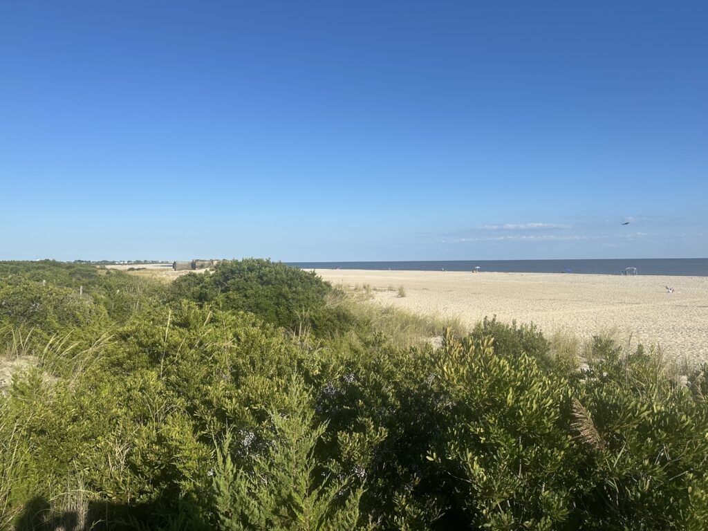 a field of green plants (MyCoast AI)