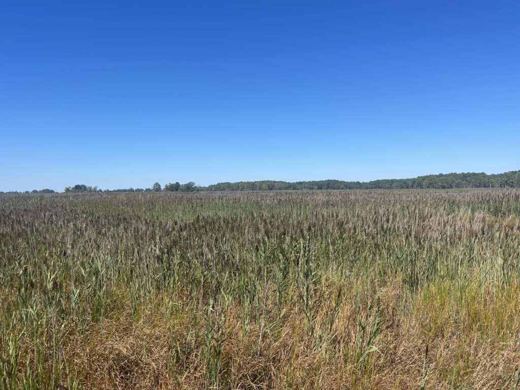 a field of grass (MyCoast AI)