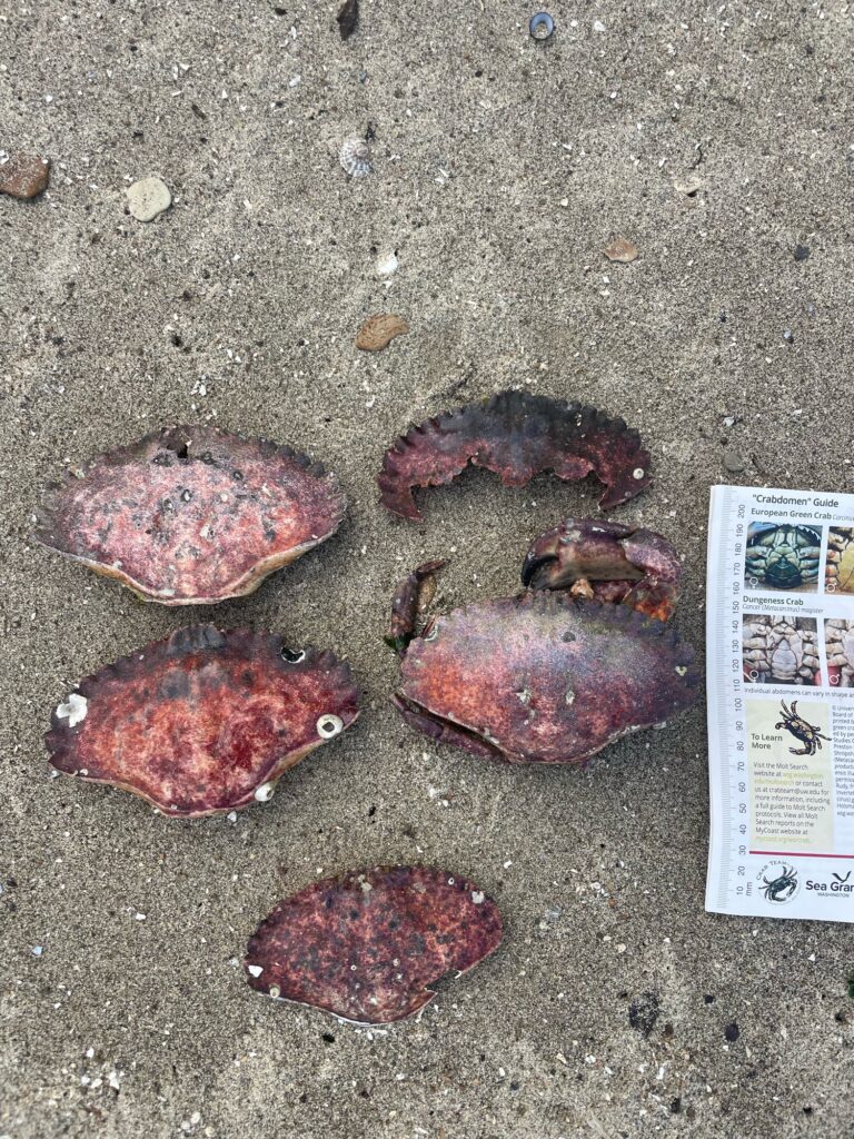 a group of rocks on a surface (MyCoast AI)